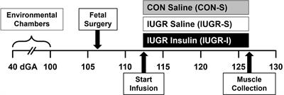 A Two-Week Insulin Infusion in Intrauterine Growth Restricted Fetal Sheep at 75% Gestation Increases Skeletal Myoblast Replication but Did Not Restore Muscle Mass or Increase Fiber Number